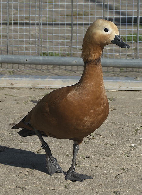 疲劳是常见